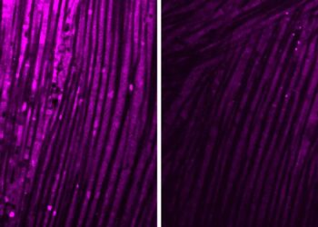 Brain inflammation triggers muscle weakness after infections