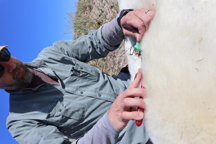 Polar bear tagging