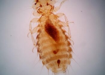 Chicken body louse