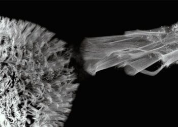 Carpets and Flames: Design Rules for the Morphology of Ciliated Organs