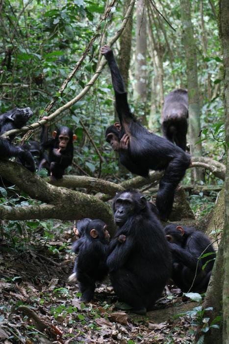 Group of chimpanzees including mothers, juveniles, subadults, and infants grooming and playing