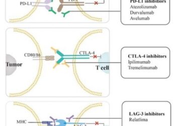 Mechanisms of immune checkpoint inhibitors for treating hepatocellular carcinoma