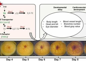 Chen et al Graphic Abstract