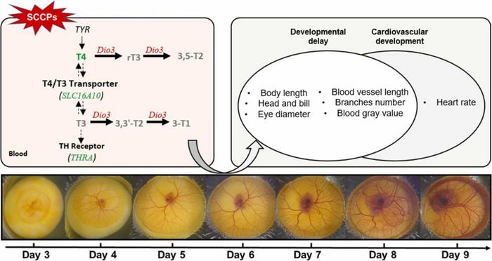 Chen et al Graphic Abstract