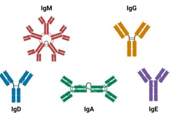 Switching and combining different antibody isotypes can boost their therapeutic effect