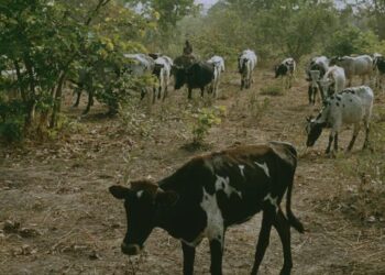 Semi-nomadic Peulh/Fulbe in Togo and their cattle invade the fields of local smallholders
