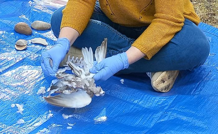 A scientist defeathers one of the birds