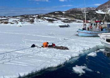 Tissue collection from a Greenland shark
