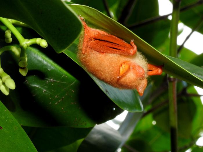 Live kerivoula picta, or painted woolly bat, in wild