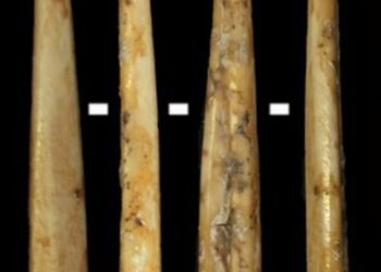 Early Pyrenean Neolithic groups applied species selection strategies to produce bone artefacts