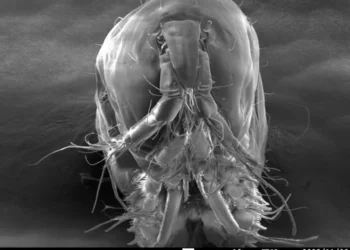 Electron microscope image of Ikanecator primus