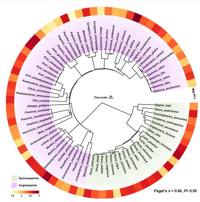 PLANT PHYLOGENY INFLUENCES ON ROOT LIFESPAN