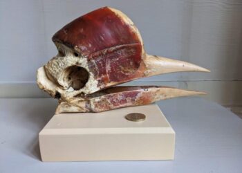 Helmeted hornbill skull