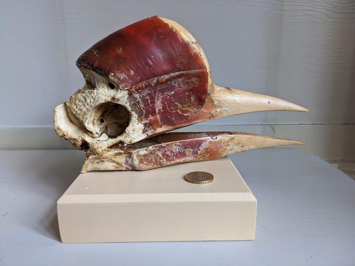 Helmeted hornbill skull