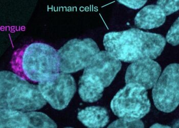 Stowers scientists explain new findings surrounding how dengue virus infects its mosquito and human hosts