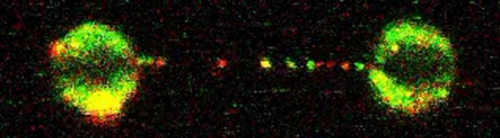 FANCD2-FANCI protein complex visualised sliding along a single molecule of DNA