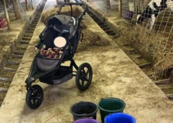 stroller in barn