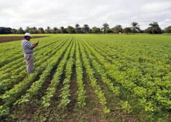 Foreign direct investments may fuel tropical deforestation