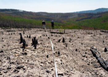 Severely burned forest landscape in Yellowstone National Park, WY, USA