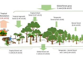 Carbon sinks and sources in global forests