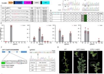 Development of adenine base editors in watermelon.