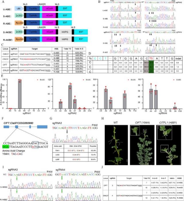 Development of adenine base editors in watermelon.