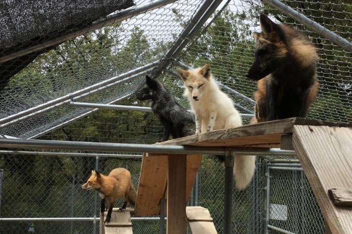 Foxes in captivity