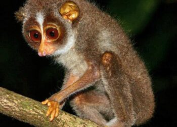 Global database reveals large gaps in our knowledge of four-footed animals