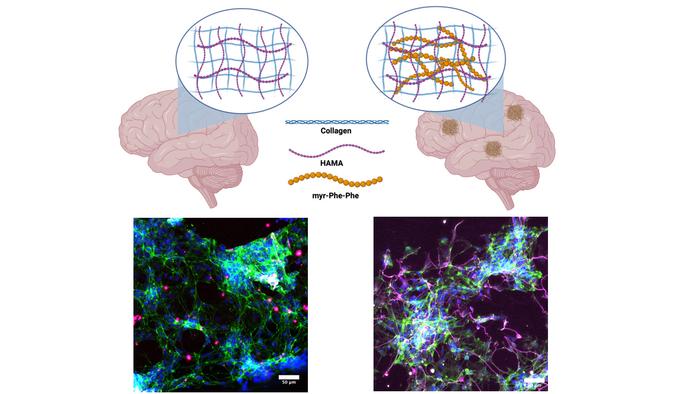 Insights into Alzheimer's Disease Mechanisms Through Novel Hydrogel Matrix