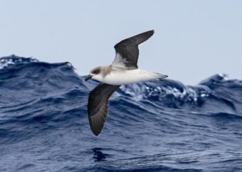 Oceanic seabirds chase tropical cyclones
