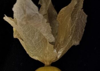 Physalis grisea (groundcherry)