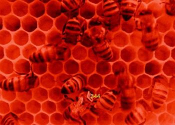 Worker Honey Bees with Barcodes Engaging in Nursing Behavior