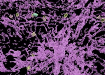 Hepatitis B: “Sleep timer” for immune cells discovered