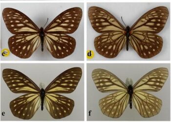DNA barcodes from over-a-century-old type specimens shed light on the taxonomy of a group of rare butterflies (Lepidoptera: Nymphalidae: Calinaginae)