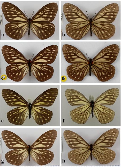 DNA barcodes from over-a-century-old type specimens shed light on the taxonomy of a group of rare butterflies (Lepidoptera: Nymphalidae: Calinaginae)