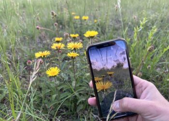 The Flora Incognita app makes it easy to identify plants with a smartphone.