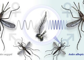 Differences in male Aedes aegypti and Aedes albopictus hearing systems facilitate recognition of conspecific female flight tones