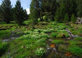 Spoonworts