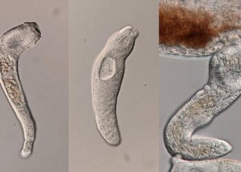 Soldiers produced by the parasitic flatworm Haplorchis pumilio