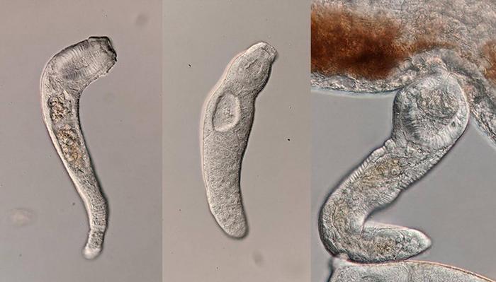 Soldiers produced by the parasitic flatworm Haplorchis pumilio