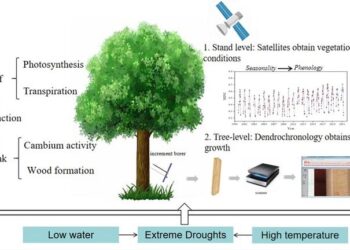 Impacts of extreme drought on forest ecosystems reveal species-specific adaptation