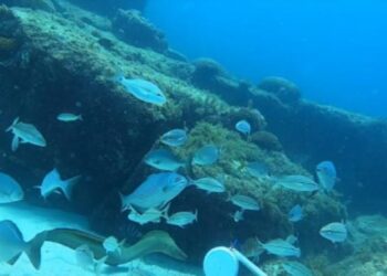 Important region of marine ecosystem in Southwest Atlantic is shallower than expected, study finds