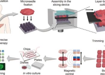 Schematic illustration of tumor tissue slicing, manipulation, and cultivation for high-throughput drug screening.