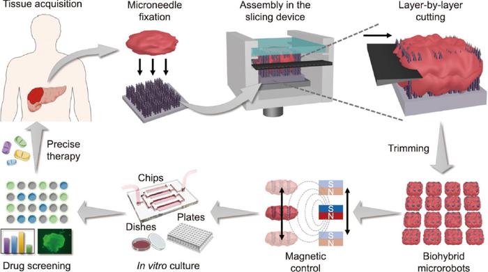 Schematic illustration of tumor tissue slicing, manipulation, and cultivation for high-throughput drug screening.