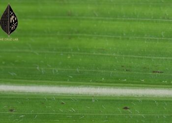 Purdue University's Cruz Lab photo to identify early tar spot disease outbreaks
