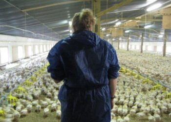 Intensive poultry farming in the UK