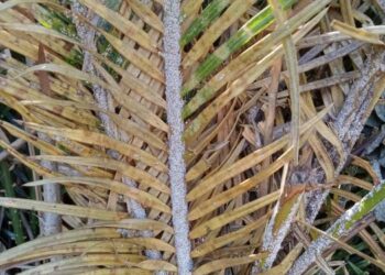 White cycad aulacaspis scale on cycad leaves