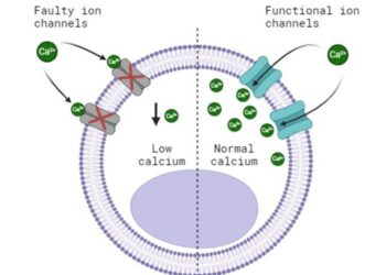 Cell with faulty and functional ion channels