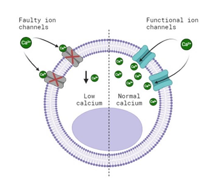 Cell with faulty and functional ion channels