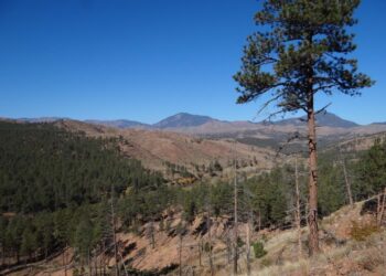 A burn scar from the 2002 Hayman Fire near Deckers, Colorado.